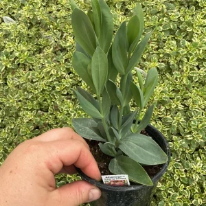 Lisianthus 'Advantage Cherry Sorbet' Live Plant – 4.5 inch Nursery Pot - Image 6