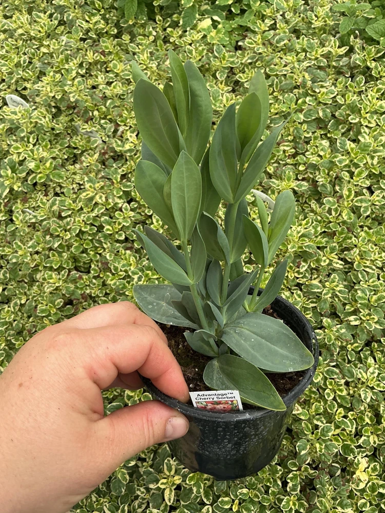 Lisianthus 'Advantage Cherry Sorbet' Live Plant – 4.5 inch Nursery Pot - Image 6