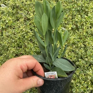 Lisianthus 'Advantage Cherry Sorbet' Live Plant – 4.5 inch Nursery Pot - Image 7