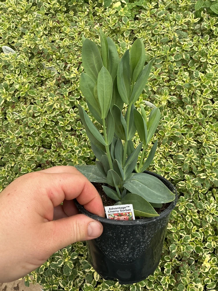Lisianthus 'Advantage Cherry Sorbet' Live Plant – 4.5 inch Nursery Pot - Image 7
