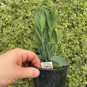 Lisianthus 'Advantage Cherry Sorbet' Live Plant – 4.5 inch Nursery Pot - Image 8
