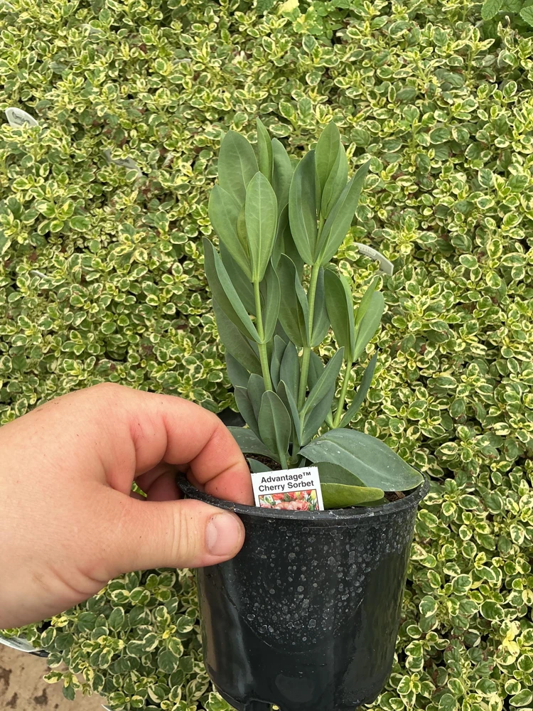 Lisianthus 'Advantage Cherry Sorbet' Live Plant – 4.5 inch Nursery Pot - Image 8