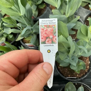 Lisianthus 'Advantage Cherry Sorbet' Live Plant – 4.5 inch Nursery Pot - Image 9