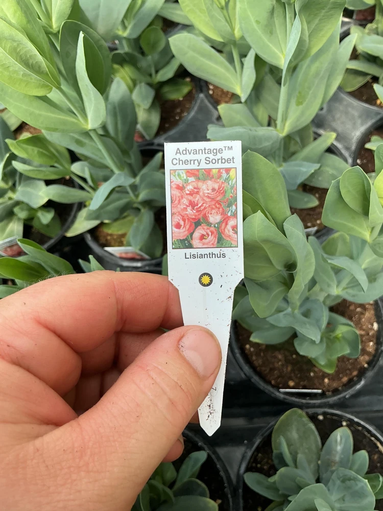 Lisianthus 'Advantage Cherry Sorbet' Live Plant – 4.5 inch Nursery Pot - Image 9