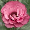 Lisianthus 'Advantage Cherry Sorbet' Live Plant – 4.5 inch Nursery Pot - Image 1