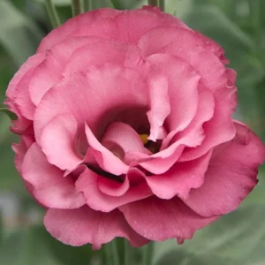 Lisianthus 'Advantage Cherry Sorbet' Live Plant – 4.5 inch Nursery Pot - Image 1