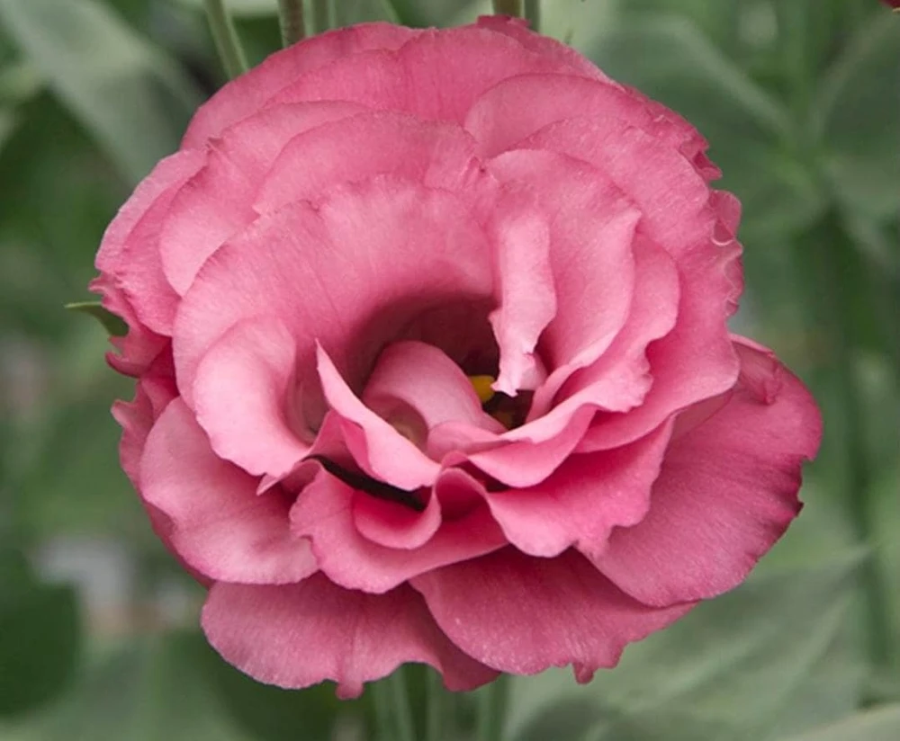 Lisianthus 'Advantage Cherry Sorbet' Live Plant – 4.5 inch Nursery Pot - Image 1