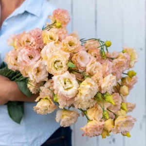 Lisianthus Voyage 2 Champagne Live Plant – 4.5 inch Pot – Elegant Champagne Blooms - Image 2