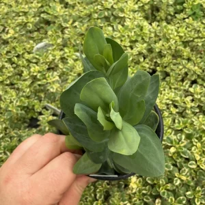 Lisianthus Voyage 2 Champagne Live Plant – 4.5 inch Pot – Elegant Champagne Blooms - Image 3