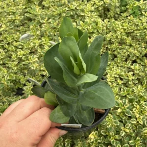 Lisianthus Voyage 2 Champagne Live Plant – 4.5 inch Pot – Elegant Champagne Blooms - Image 4