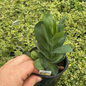 Lisianthus Voyage 2 Champagne Live Plant – 4.5 inch Pot – Elegant Champagne Blooms - Image 5