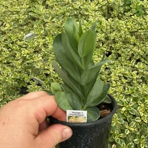 Lisianthus Voyage 2 Champagne Live Plant – 4.5 inch Pot – Elegant Champagne Blooms - Image 6