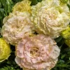 Lisianthus Voyage 2 Champagne Live Plant – 4.5 inch Pot – Elegant Champagne Blooms - Image 1