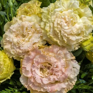 Lisianthus Voyage 2 Champagne Live Plant – 4.5 inch Pot – Elegant Champagne Blooms - Image 1