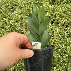 Lisianthus Voyage 2 Champagne Live Plant – 4.5 inch Pot – Elegant Champagne Blooms - Image 7