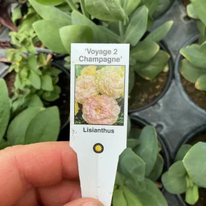 Lisianthus Voyage 2 Champagne Live Plant – 4.5 inch Pot – Elegant Champagne Blooms - Image 8