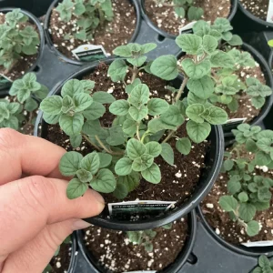 Live Greek Oregano Plant – Fresh Herb Starter, 4.5 inch Pot, Culinary Herb - Image 2