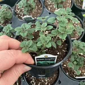 Live Greek Oregano Plant – Fresh Herb Starter, 4.5 inch Pot, Culinary Herb - Image 3