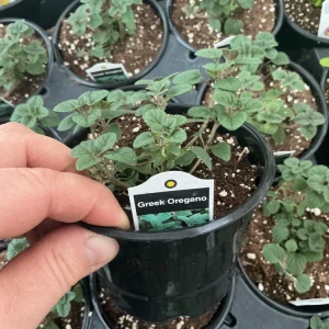 Live Greek Oregano Plant – Fresh Herb Starter, 4.5 inch Pot, Culinary Herb - Image 4