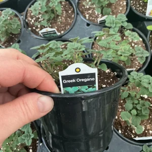 Live Greek Oregano Plant – Fresh Herb Starter, 4.5 inch Pot, Culinary Herb - Image 5
