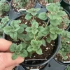 Live Greek Oregano Plant – Fresh Herb Starter, 4.5 inch Pot, Culinary Herb - Image 1