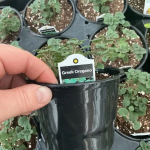 Live Greek Oregano Plant – Fresh Herb Starter, 4.5 inch Pot, Culinary Herb - Image 6