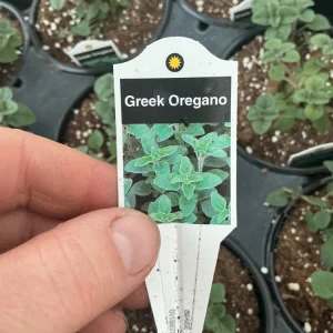 Live Greek Oregano Plant – Fresh Herb Starter, 4.5 inch Pot, Culinary Herb - Image 7