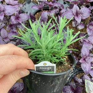 Live Lavender 'Primavera' Plant – Fragrant Outdoor Perennial – 4.5