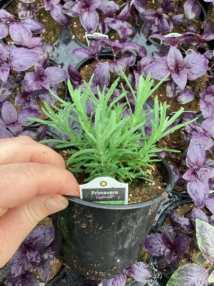 Live Lavender 'Primavera' Plant – Fragrant Outdoor Perennial – 4.5" Pot - Image 2
