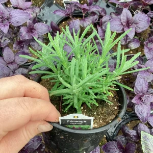 Live Lavender 'Primavera' Plant – Fragrant Outdoor Perennial – 4.5