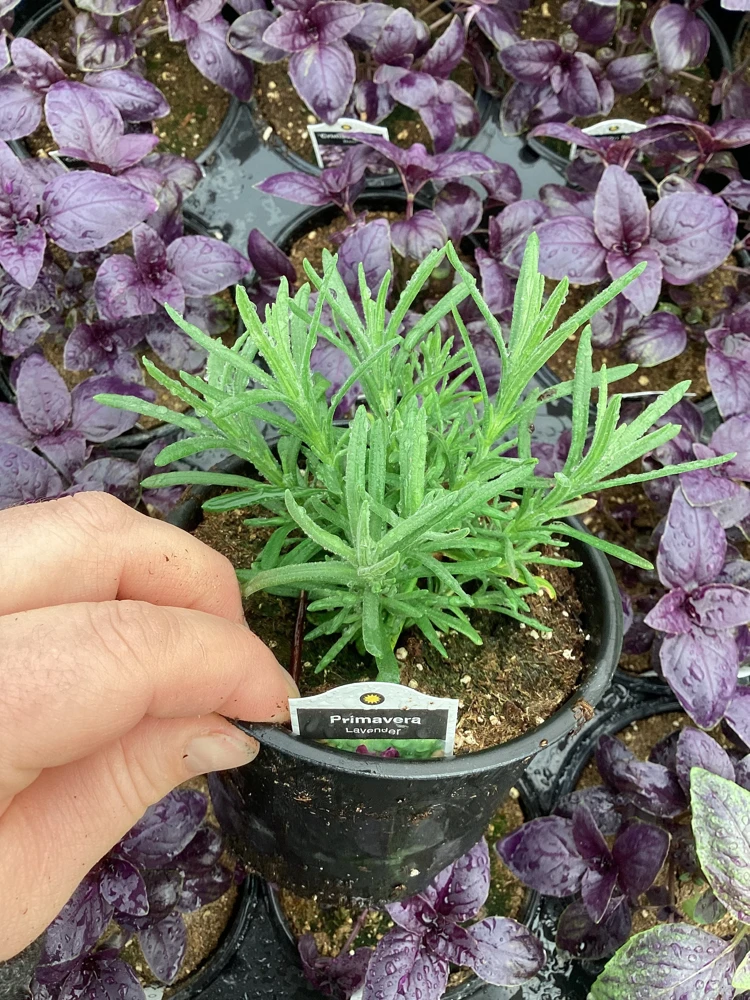 Live Lavender 'Primavera' Plant – Fragrant Outdoor Perennial – 4.5" Pot - Image 3