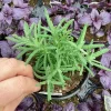 Live Lavender 'Primavera' Plant – Fragrant Outdoor Perennial – 4.5" Pot - Image 1