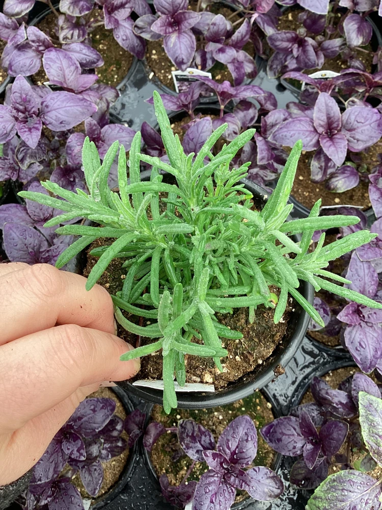 Live Lavender 'Primavera' Plant – Fragrant Outdoor Perennial – 4.5" Pot - Image 1