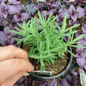 Live Lavender 'Primavera' Plant – Fragrant Outdoor Perennial – 4.5