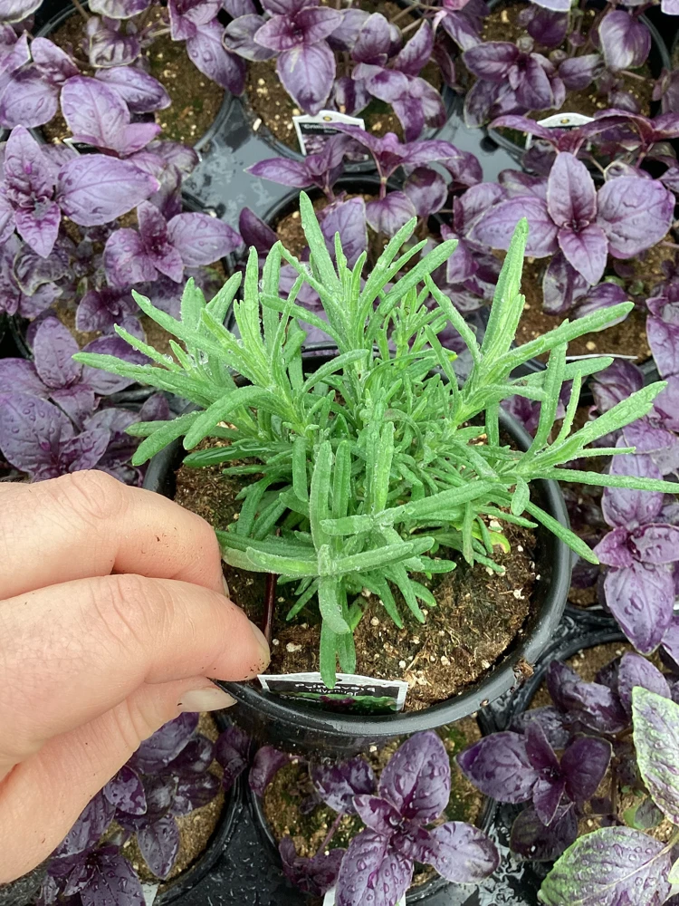 Live Lavender 'Primavera' Plant – Fragrant Outdoor Perennial – 4.5" Pot - Image 4