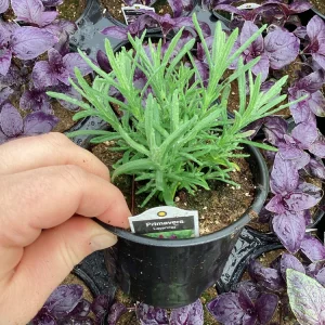 Live Lavender 'Primavera' Plant – Fragrant Outdoor Perennial – 4.5