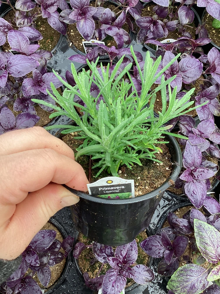 Live Lavender 'Primavera' Plant – Fragrant Outdoor Perennial – 4.5" Pot - Image 5