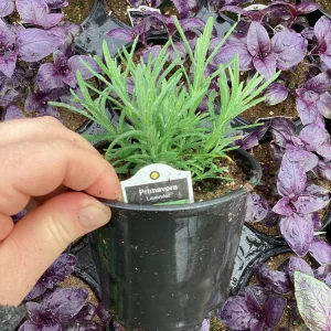 Live Lavender 'Primavera' Plant – Fragrant Outdoor Perennial – 4.5