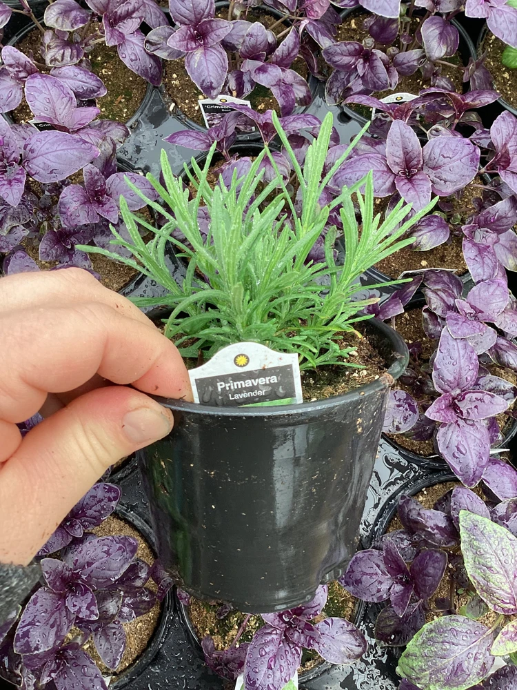 Live Lavender 'Primavera' Plant – Fragrant Outdoor Perennial – 4.5" Pot - Image 6