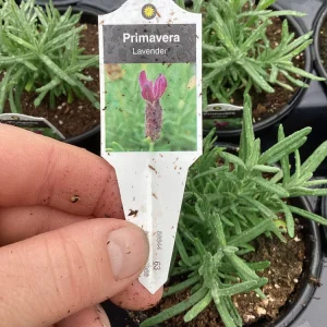 Live Lavender 'Primavera' Plant – Fragrant Outdoor Perennial – 4.5