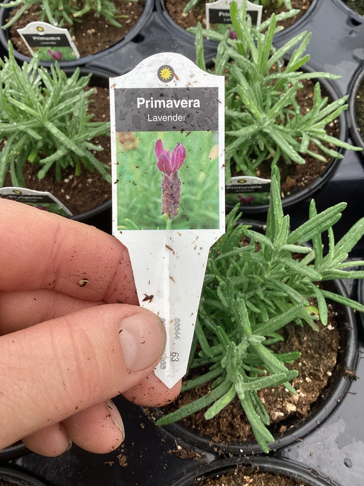 Live Lavender 'Primavera' Plant – Fragrant Outdoor Perennial – 4.5" Pot - Image 7