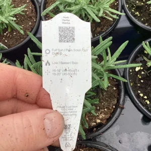 Live Lavender 'Primavera' Plant – Fragrant Outdoor Perennial – 4.5