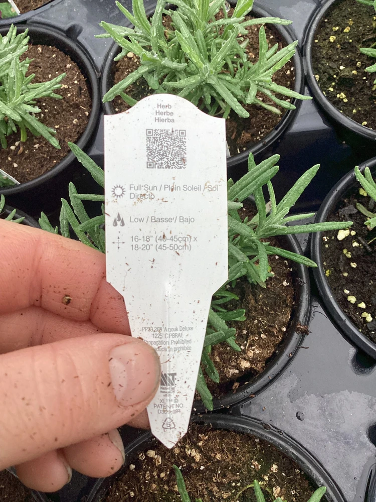 Live Lavender 'Primavera' Plant – Fragrant Outdoor Perennial – 4.5" Pot - Image 8
