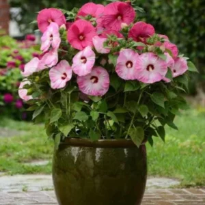 Luna Pink Swirl Hibiscus Live Plant - 4.5 inch Pot - Outdoor Flowering Shrub - Image 2