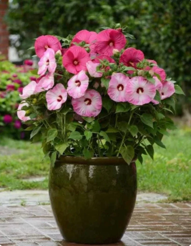 Luna Pink Swirl Hibiscus Live Plant - 4.5 inch Pot - Outdoor Flowering Shrub - Image 2