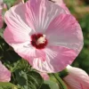 Luna Pink Swirl Hibiscus Live Plant - 4.5 inch Pot - Outdoor Flowering Shrub - Image 1