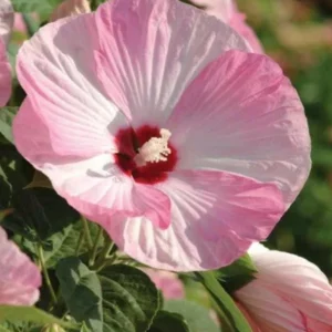 Luna Pink Swirl Hibiscus Live Plant - 4.5 inch Pot - Outdoor Flowering Shrub - Image 1