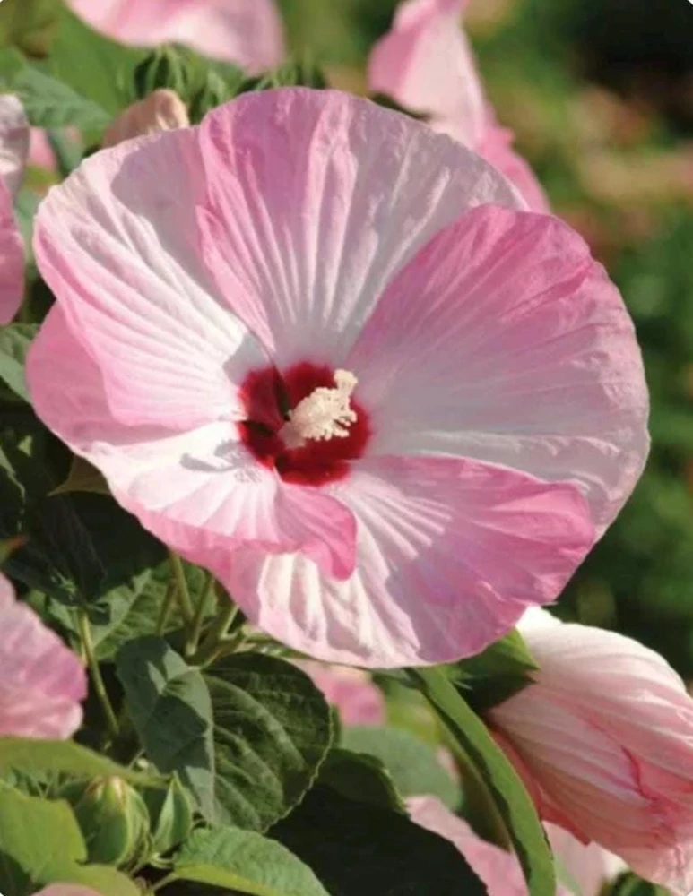 Luna Pink Swirl Hibiscus Live Plant - 4.5 inch Pot - Outdoor Flowering Shrub - Image 1