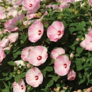 Luna Pink Swirl Hibiscus Live Plant - 4.5 inch Pot - Outdoor Flowering Shrub - Image 3