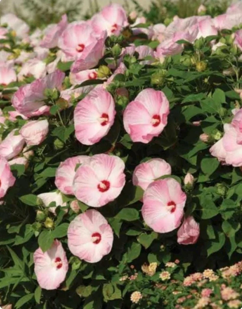 Luna Pink Swirl Hibiscus Live Plant - 4.5 inch Pot - Outdoor Flowering Shrub - Image 3